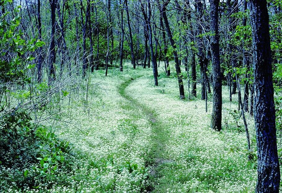 Le Sentier des Appalaches Etats Unis