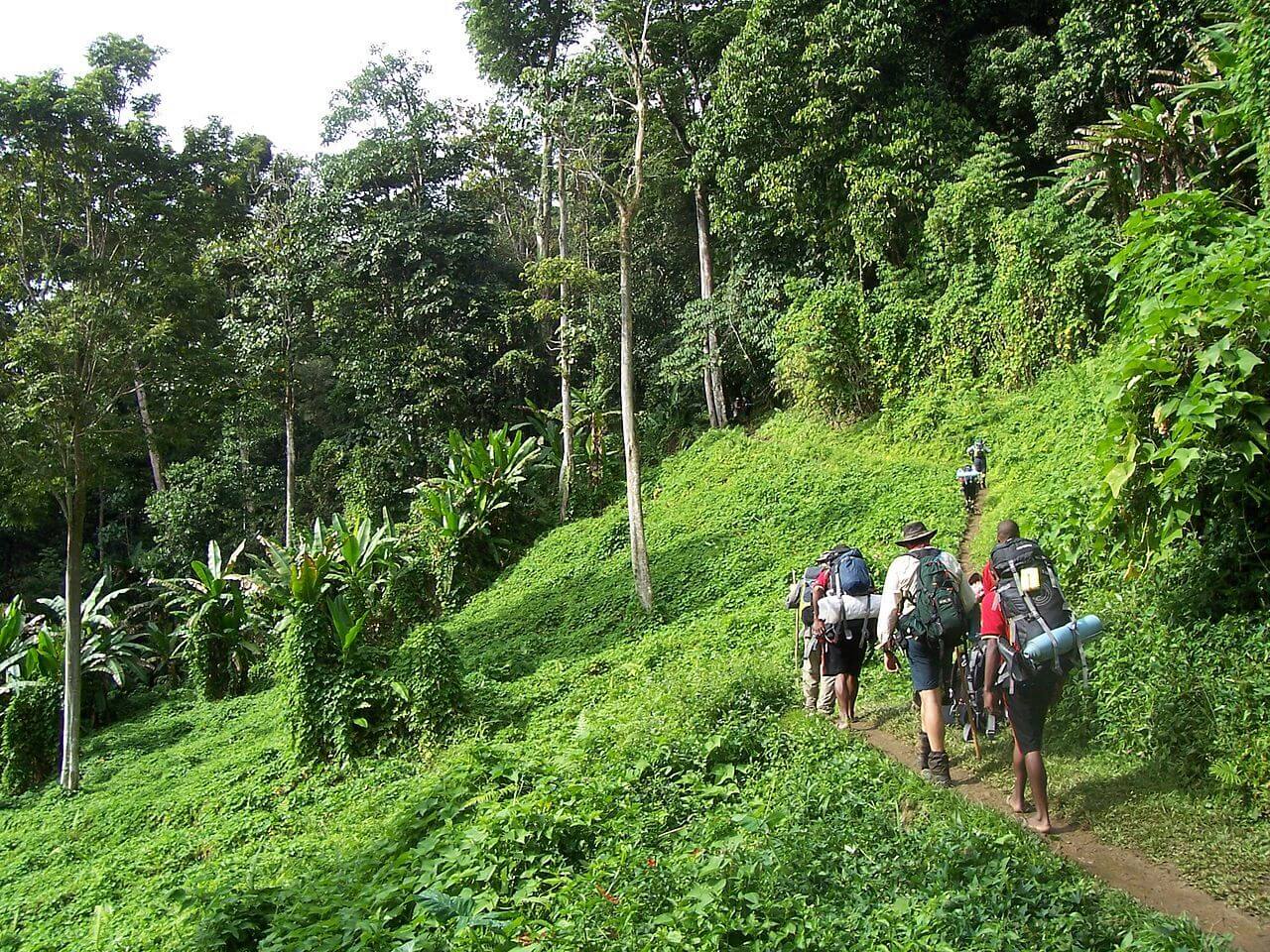 Piste de Kokoda Papouasie Nouvelle Guinee